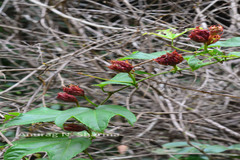 Trichosanthes tricuspidata